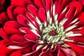 Zinnia elegans, known as youth-and-age, common zinnia or elegant zinnia, an annual flowering plant of the genus Zinnia, one of the