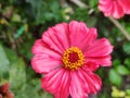 Zinnia elegans, known as youth-and-age,common zinnia or elegant zinnia, an annual flowering plant of the genus Zinnia