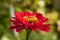 Zinnia elegans, known as youth-and-age flower