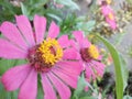 Zinnia elegans is one of the most famous annual flowering plants from the genus Zinia. This plant originates from Mexico