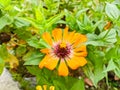 Zinnia elegans orange blooms radiantly in a flower garden Royalty Free Stock Photo