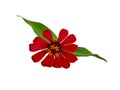 Zinnia elegans profusion red beautiful isolated white Royalty Free Stock Photo