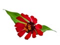 Zinnia elegans profusion red beautiful isolated white Royalty Free Stock Photo