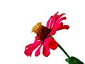 Zinnia elegans profusion red beautiful isolated white Royalty Free Stock Photo