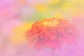 The zinnia elegans red  flowers a color adjustment in soft style Royalty Free Stock Photo