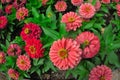Zinnia elegans, Zinnia violacea blooming pink red orange flower in garden flower bed close up as natural botanical floral Royalty Free Stock Photo