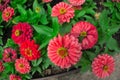 Zinnia elegans, Zinnia violacea blooming pink red orange flower in garden flower bed close up as natural botanical floral Royalty Free Stock Photo