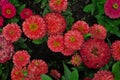 Zinnia elegans, Zinnia violacea blooming pink red orange flower in garden flower bed close up as natural botanical floral Royalty Free Stock Photo
