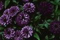 Zinnia elegans, violacea blooming purple flowers as noisy dark vintage botanical floral wallpaper backdrop background pattern Royalty Free Stock Photo