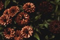 Zinnia elegans, violacea blooming orange flowers as dark noisy vintage botanical floral wallpaper backdrop background pattern