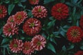 Zinnia elegans, violacea blooming red flowers as dark noisy vintage botanical floral wallpaper backdrop background pattern