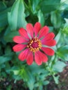 Zinnia ellegant flower in my backyard Royalty Free Stock Photo