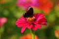 Zinnia and european Peacock butterfly (Inachis io) Royalty Free Stock Photo