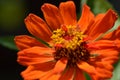 Zinnia, fiore arancione Royalty Free Stock Photo