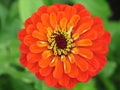 Zinnia flower