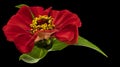 Zinnia flower. Autumn flowers. Isolated background. Close-up. High-resolution macro photography. Full depth of field. Royalty Free Stock Photo