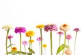 Zinnia Flower Background Border