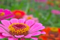 Zinnia flower