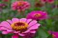 Zinnia flower