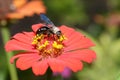 Zinnia flower with black wasp