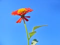 zinnia flower on blue sky Royalty Free Stock Photo