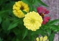 Zinnia flower on blurred green background perfect for presentations. Royalty Free Stock Photo