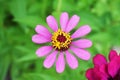 Zinnia flower on blurred green background perfect for presentations. Royalty Free Stock Photo