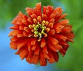 Zinnia flower.