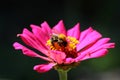 Zinnia flower with bumblebee Royalty Free Stock Photo