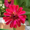 Zinnia Flower / Bunga Kertas Royalty Free Stock Photo