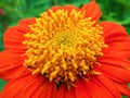 Zinnia flower, Close-Up to the pollen