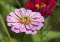 Zinnia Flower Close Up View