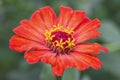 Zinnia flower closeup