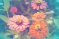 Zinnia flower with color background, soft focus of beautiful flowers with color filters Royalty Free Stock Photo