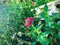 Zinnia,flower,green leaf,selected focus,blur image,flora, bloom, ,colorful