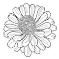 Zinnia flower coloring page