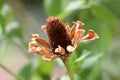 Zinnia flower with completely dried and shriveled single layered petals planted in local urban garden surrounded with green leaves