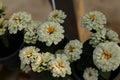 Zinnia flower in the garden