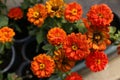 Zinnia flower in the garden