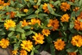 Zinnia flower in the garden