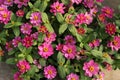 Zinnia flower in the garden