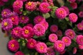 Zinnia flower in the garden