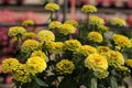 Zinnia flower in the garden