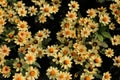 Zinnia flower in the garden