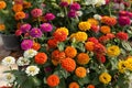 Zinnia flower in the garden