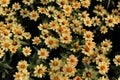 Zinnia flower in the garden