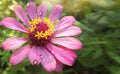 Zinnia flower in garden, selective focus, macro photo of nature plant flower