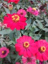 Zinnia Flower Garden