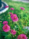 Zinnia,flower,green leaf,selected focus,blur image,flora, bloom, ,colorful