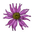 Zinnia flower. Hand drawn illustration.